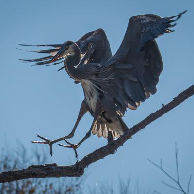 Bird landing on a branch