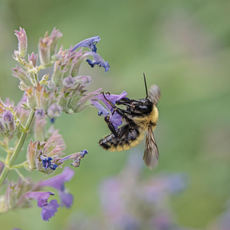 Bumble Bee working hard